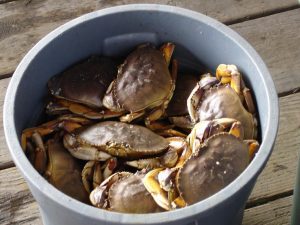 Ending Mediocrity – the Crab in the Bucket Syndrome